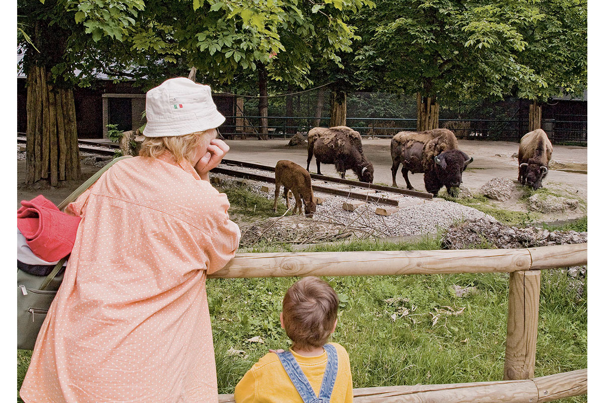 TRIP_Bison3