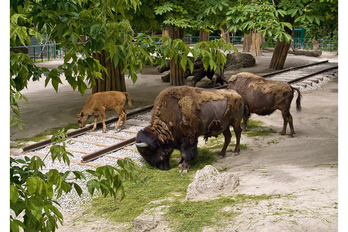 TRIP_Presse_Bison
