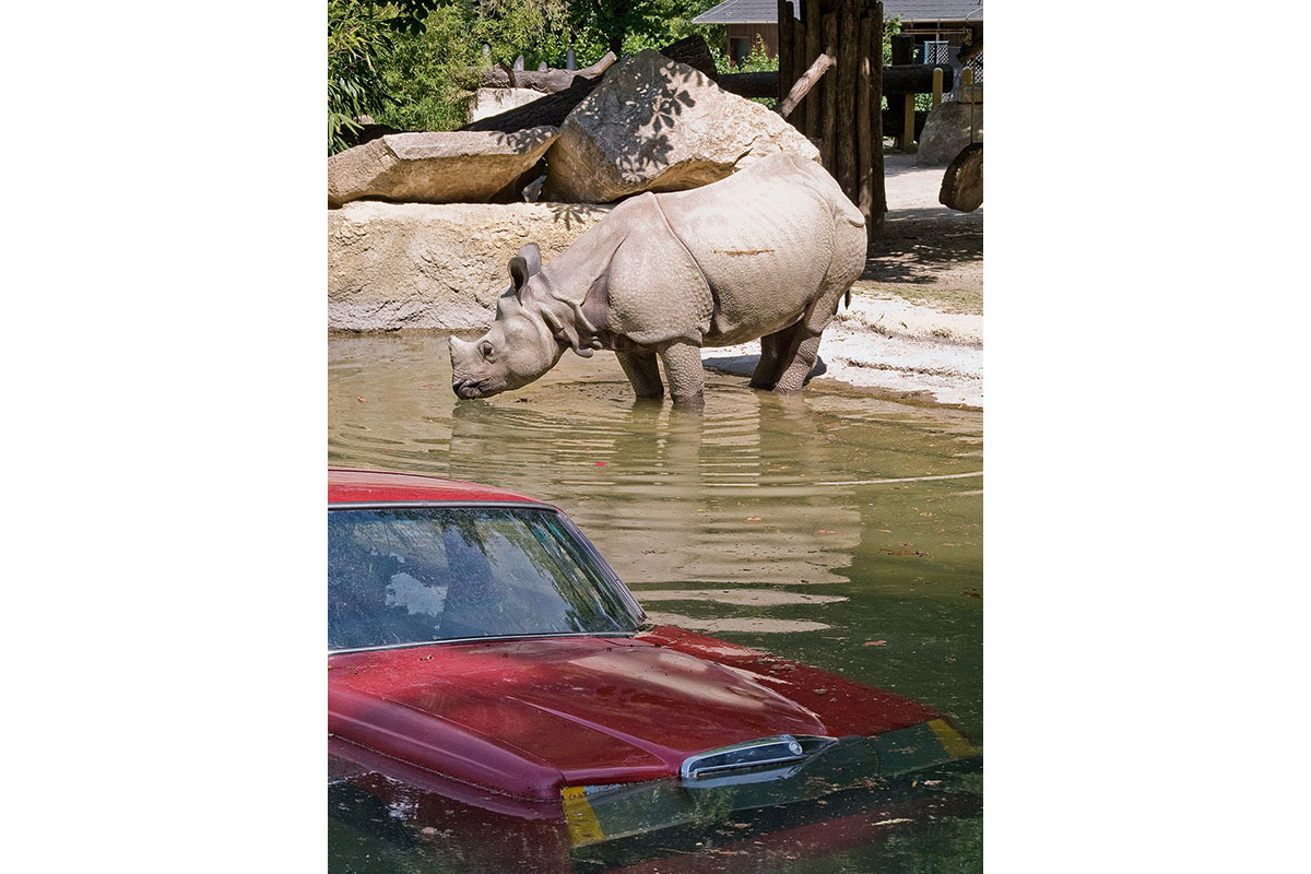 TRIP_Rhino3